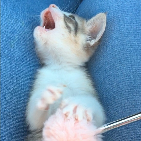 Meet your Posher, Maria - Picture 5 of 6